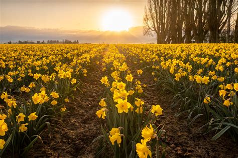 Daffodil Field Mt Vernon Washington Sunrise In The Skag Flickr
