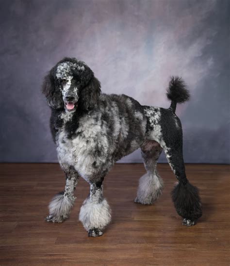 What Is A Blue Merle Poodle