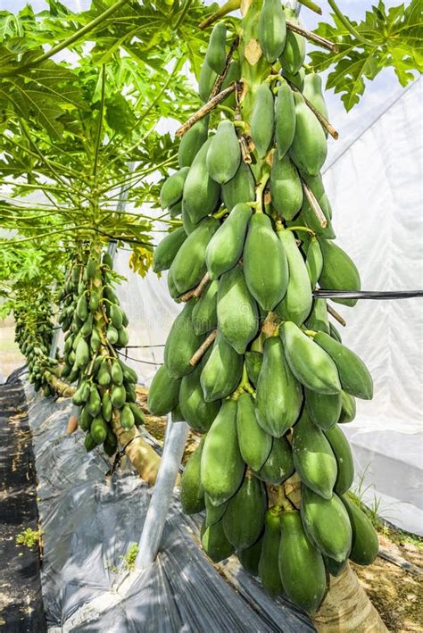 Group Of Green Papayas On The Tree In The Orchard Stock Photo Image