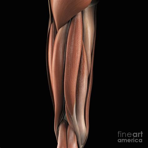 The Muscles Of The Upper Leg Left Rear Photograph By Science Picture Co Fine Art America