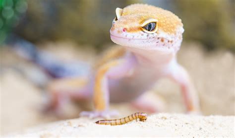 Clint evaluates the best reptiles for pets. 5 Great Beginner Pet Lizards | Kee's Aquarium & Pets