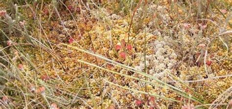 Wie eingangs beschrieben, brauchen moorbeetpflanzen saure moorerde. Moorbeet Bepflanzung - Das Garten-LEXIKON der ...