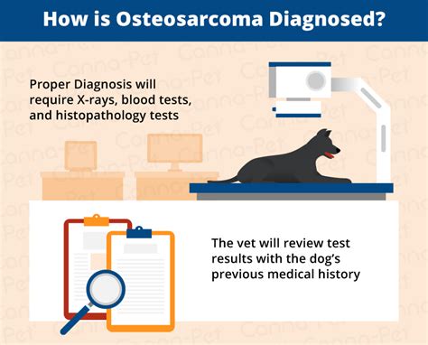 The bigger it gets, the more necrotic the tissue becomes. Bone Cancer (Osteosarcoma) in Dogs | Canna-Pet