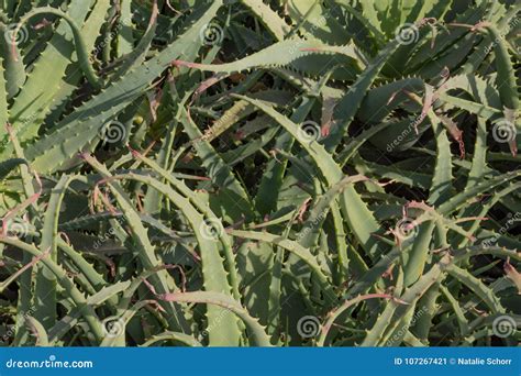 Background Texture Of Pink Tipped Green Succulent Aloe Leaves Stock