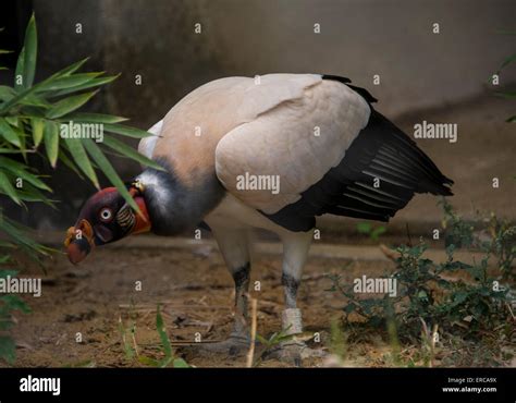 King Vulture Sarcoramphus Papa Captive Prevalent In South America