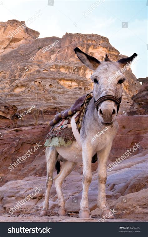 Bedouin Donkey Petra Nabataeans Capital City Stock Photo 30207373