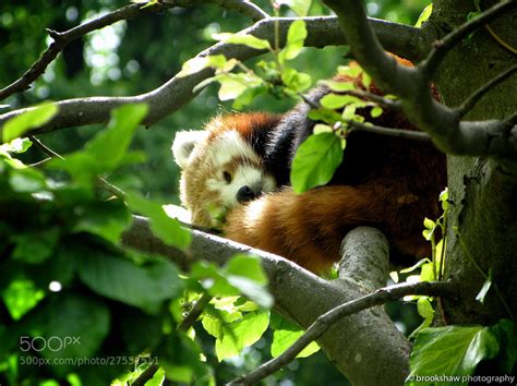 Photos Of Red Pandas Slacking Off That Are Really Cute 500px