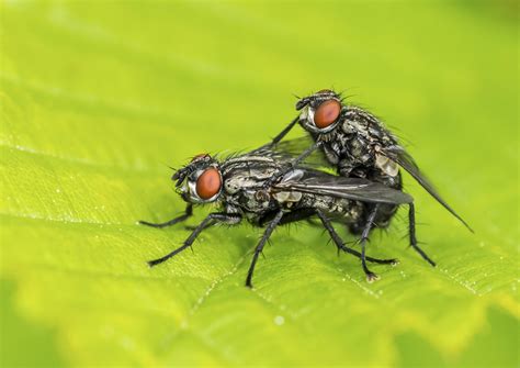 sex and ejaculation controlled separately in fly brains suggesting pleasure in copulation