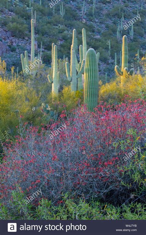 Arizona Desert Landscape Hi Res Stock Photography And Images Alamy