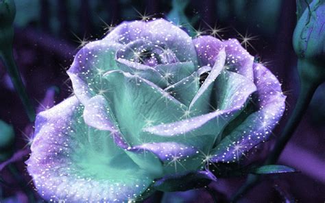 Pin By Renaroo F On Roses Beautiful Roses Rose Flower Hd Purple Roses