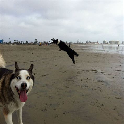 Funny Dog Photobombs Bored Panda