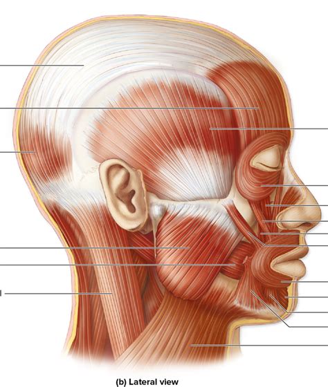 Facial Muscle Lab Lateral Picture Mcgraw Hill Diagram Quizlet