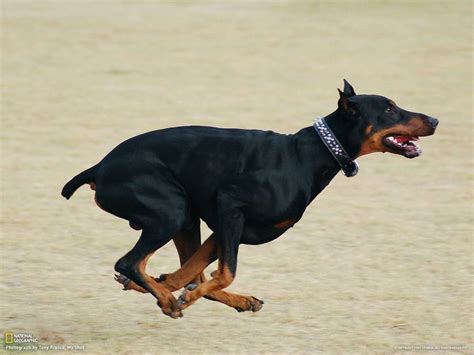 Funny Doberman Pinscher Nice Images Funny Animals