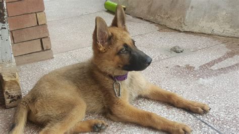 Silver Sable German Shepherd Puppies For Sale No Good Dog Is A Bad
