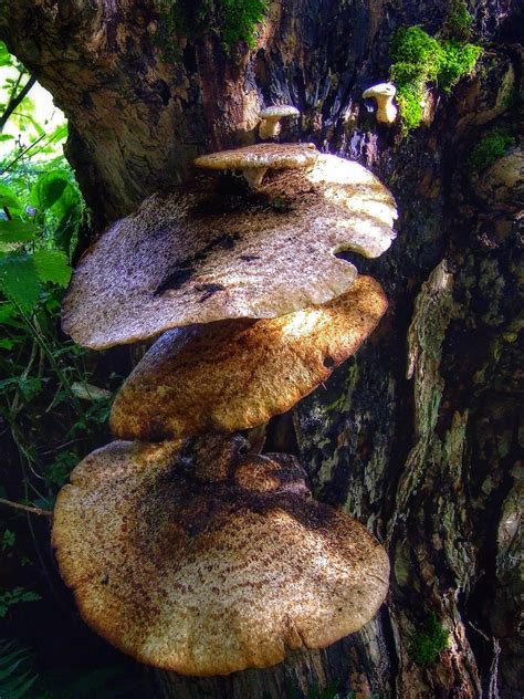 Dryads Saddle Old Polyporus Squamosus Also Known As Dry Flickr
