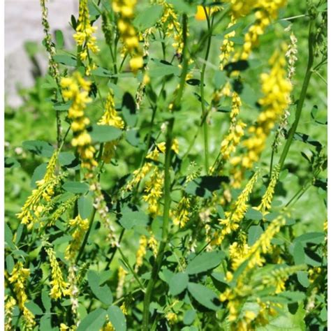Yellow Sweet Clover Seeds Melilotus Officinalis Frozen Seed Capsules