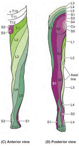 Foot Special Tests And Dermatomes Myotomes Flashcards Quizlet My XXX