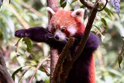 Red Panda Fossils Have Been Discovered In North America That Date As