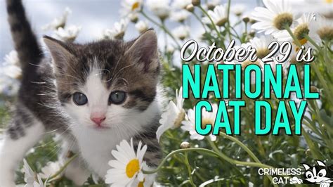 😺 October 29 National Cat Day 😺 Youtube