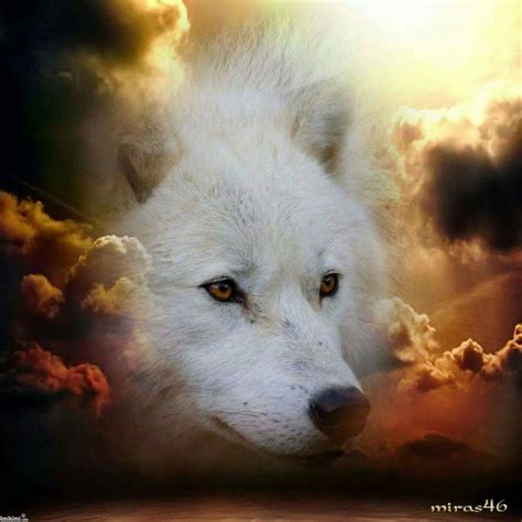Pin By Shauna Caughron On Beautiful Wolves And Wolf Art Wolf Pictures