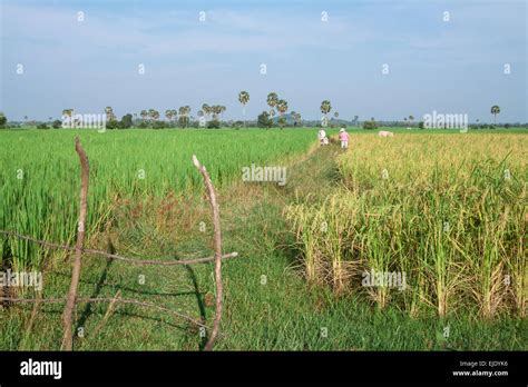 Rice Field In Cambodia Asia Stock Photo Alamy