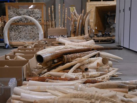 Large Ivory Seizures In Singapore Make It A Smuggling Hub Of Primary