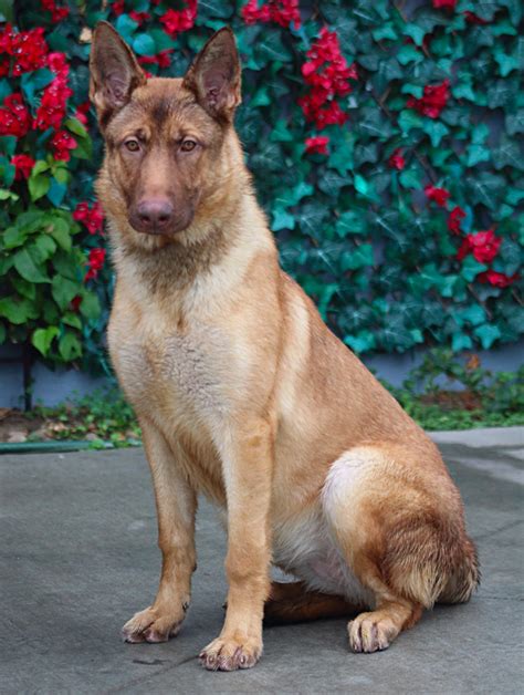 Liver German Shepherd Gorgeous And Companionable Dog