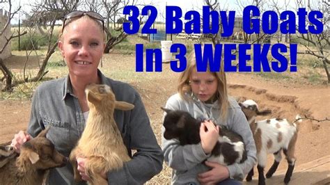 32 Baby Goats Born In 2020 Youtube
