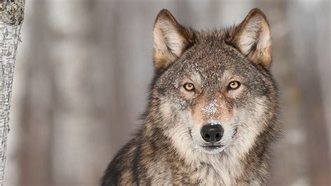 Grant National Protection To Gray Wolves Re List Under The Endangered