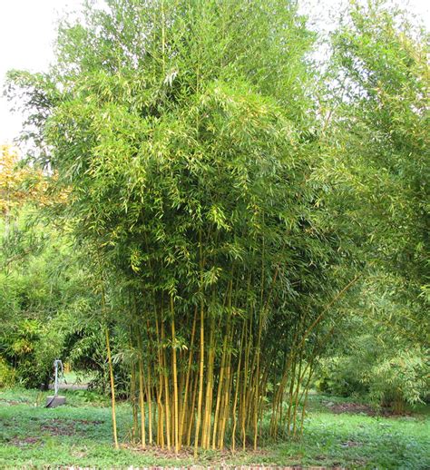Bamboo Shoot Facts Health Benefits And Nutritional Value
