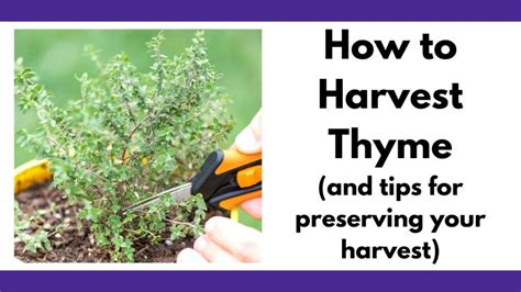 How To Harvest Thyme Tips For Picking Thyme And Preserving Your Harvest