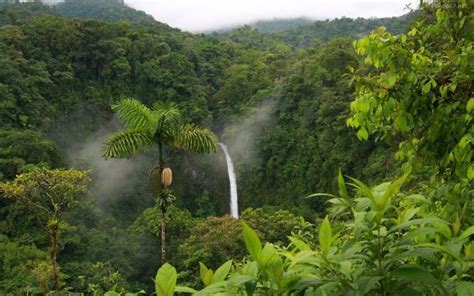 Fondos Hd Selva Amazónica Fotosdelanaturalezaes 42 Nature