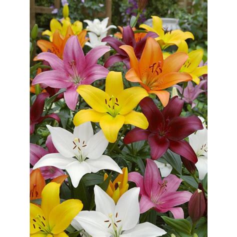 Garden State Bulb 10 Pack Lily Asiatic Mix Bulbs Lw01857 At