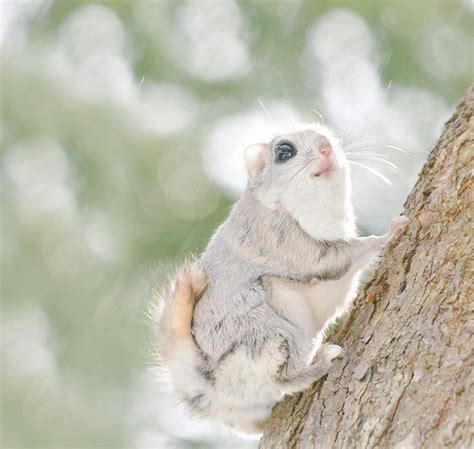 Lots of you are sharing cute animals on social media, we joined in #cuteoff. White Wolf : Siberian Flying Squirrels Are Probably One Of ...