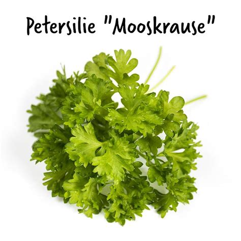 Wir sammeln die besten biogartenversand angebote, rabattcodes & aktionen für sie. Petersilie "Mooskrause" | Bio saatgut, Pflanzen, Biogarten