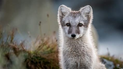 Foxes In West Virginia Types And Where They Live