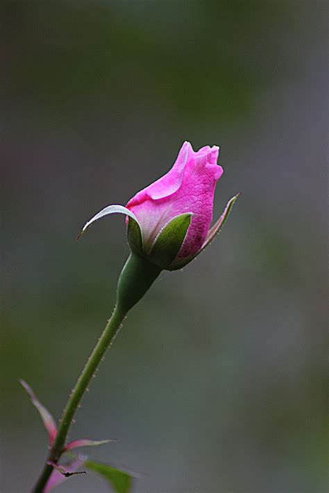 The Single Pink Rosebud Free Image Download