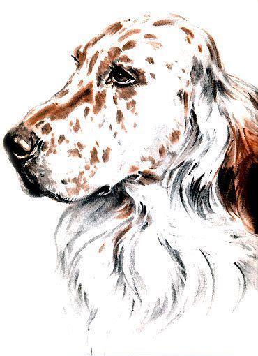 English Setter Vintage Print From Diana Thornes Dogs English Setter