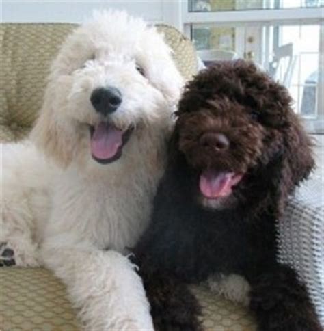 The combination of the gentle golden. Oh ! Rainbow Poodles!