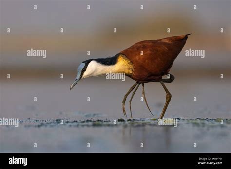 African Jacana Actophilornis Africanus Zimanga Game Reserve South