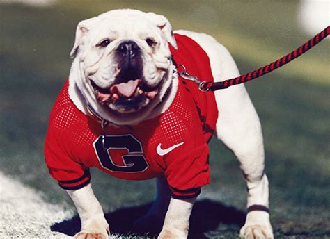 Georgias 10 Greatest Uga Mascots Of All Time Are Damn Good Dogs