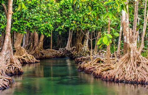 Mangrove Forests Face A Triple Threat To Their Survival