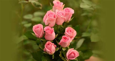 Revival Roses Pink Rose Solaire Rose Supplier Exporter Mumbai India