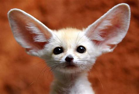 Baby Desert Fox Cute Endangered Animals Cute Funny Animals Cute Animals