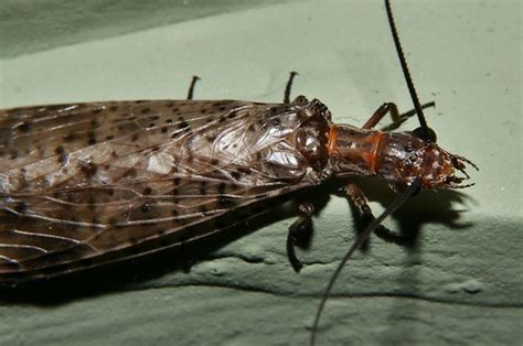 Medium Spotted Dobsonfly Archichauliodes Sp ‎corydalinae ‎ Flickr