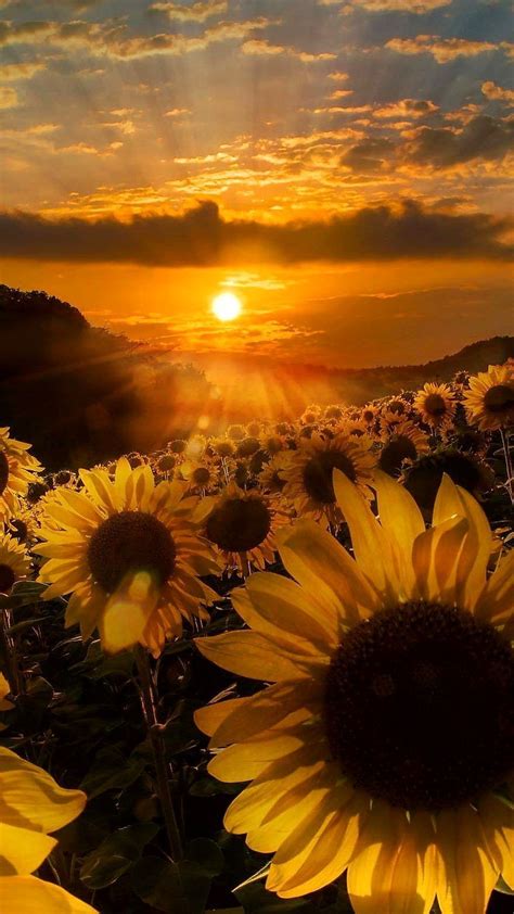 Beautiful Fall Sunflower Wallpapers Top Free Beautiful