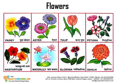We deliver flowers to dunstable, houghton regis and the surrounding villages, including eaton bray, edlesborough, totternhoe, kensworth, studham. Kids Science Projects - Flower Pictorial 2 - free download