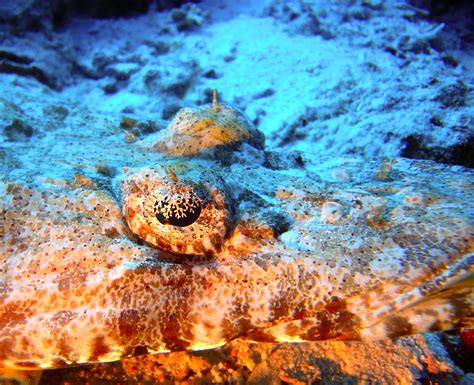무료 이미지 바다 자연 전망 다이빙 육식 동물 암초 눈 해상 수중 세계 Meeresbewohner 공공