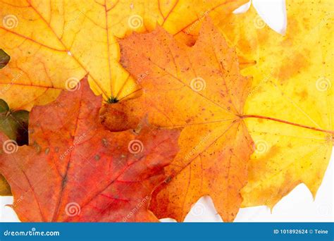 Autumn Leaves Foto De Archivo Imagen De Horizontal 101892624