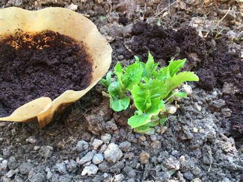 Kaffeesatz als dünger im garten verwenden. Kaffeesatz im Garten: Wofür wird er verwendet? - Heartdiy